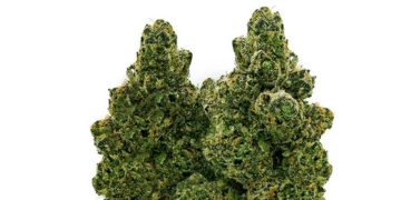 Wedding Tree: Die fruchtig-vitale Symbiose aus Nordmazedonien