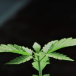 56 Millionen Jahre alt: In Sachsen-Anhalt schlummerte die älteste Cannabispflanze der Welt