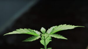 56 Millionen Jahre alt: In Sachsen-Anhalt schlummerte die älteste Cannabispflanze der Welt