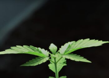 56 Millionen Jahre alt: In Sachsen-Anhalt schlummerte die älteste Cannabispflanze der Welt