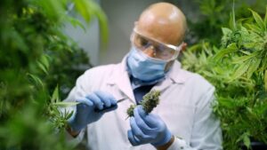 Cannabis und ADHS: Was die aktuelle Forschung wirklich zeigt