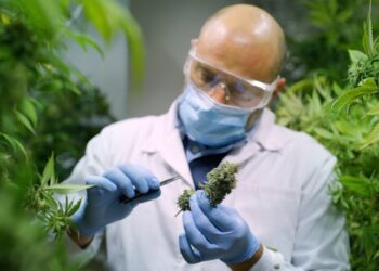 Cannabis und ADHS: Was die aktuelle Forschung wirklich zeigt