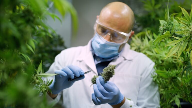 Cannabis und ADHS: Was die aktuelle Forschung wirklich zeigt