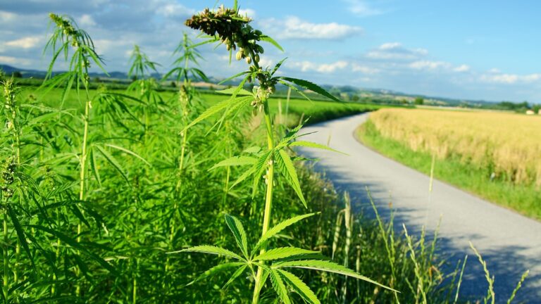 Rauschklausel vor dem Aus: Bayerisches Gericht spricht Nutzhanf-Händler frei