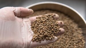 Cannabis-Genetik verstehen: So findest du die richtigen Samen für deinen Homegrow