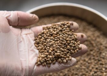 Cannabis-Genetik verstehen: So findest du die richtigen Samen für deinen Homegrow