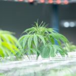 Cannabis ernten, trocknen und curen: Der ultimative Leitfaden