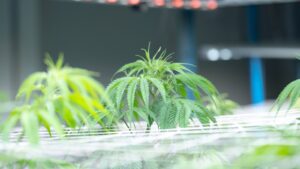 Cannabis ernten, trocknen und curen: Der ultimative Leitfaden