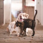 Cannabis und Haustiere: Was Hunde und Katzen vertragen, was sie krank macht