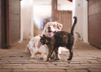 Cannabis und Haustiere: Was Hunde und Katzen vertragen, was sie krank macht