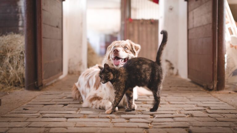 Cannabis und Haustiere: Was Hunde und Katzen vertragen, was sie krank macht