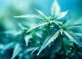 Entourage-Effekt erklärt: Warum Terpene wichtiger sind als THC