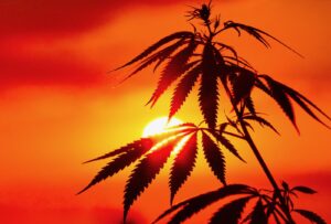 Cannabis-Szene & Hanfkultur 2026: Zwischen Rekord-Messen und lebendigem Anbau