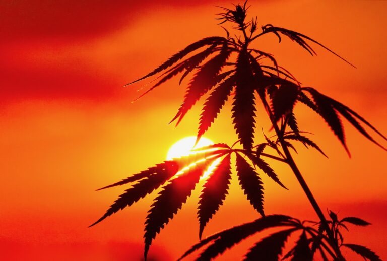 Cannabis-Szene & Hanfkultur 2026: Zwischen Rekord-Messen und lebendigem Anbau