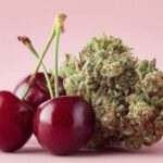 Luana 28/1 CM: Ein tiefgehender Blick auf die Sorte Cherry Mints