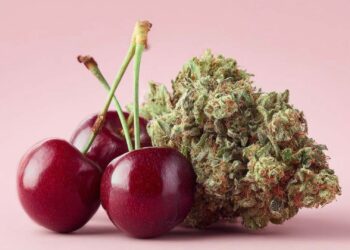 Luana 28/1 CM: Ein tiefgehender Blick auf die Sorte Cherry Mints