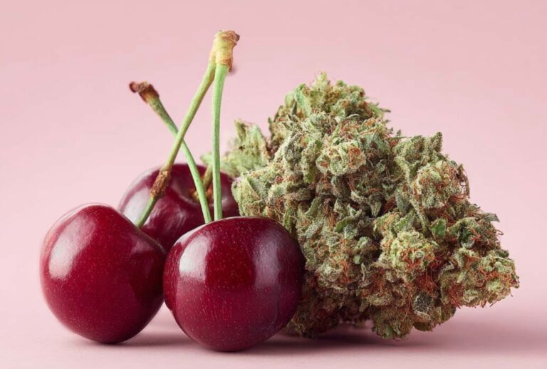 Luana 28/1 CM: Ein tiefgehender Blick auf die Sorte Cherry Mints