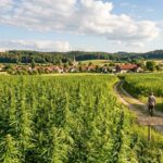 Nutzhanf in Deutschland: Anbau, Genehmigung und Verwendung