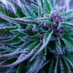 Gute Seedbank erkennen: 7 Kriterien für den Samenkauf 2026