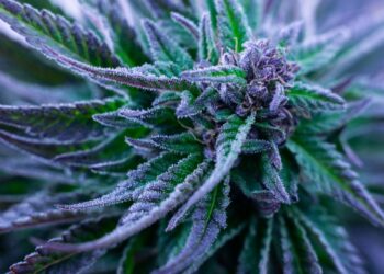 Gute Seedbank erkennen: 7 Kriterien für den Samenkauf 2026