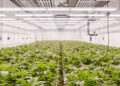 Professioneller Anbaubereich eines Cannabis Social Clubs mit Pflanzen