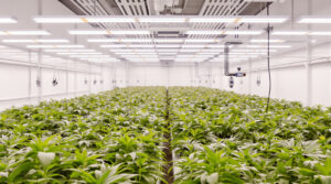 Cannabis Social Clubs: Der komplette Guide
