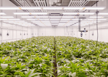 Professioneller Anbaubereich eines Cannabis Social Clubs mit Pflanzen