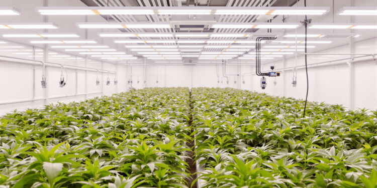 Professioneller Anbaubereich eines Cannabis Social Clubs mit Pflanzen