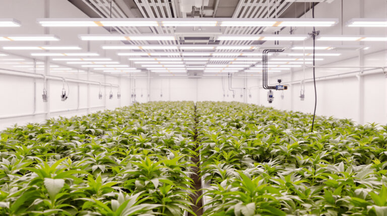 Cannabis Social Clubs: Der komplette Guide
