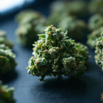Medizinalcannabis: 25 Prozent THC – warum Ärzte zu hoch dosiert verschreiben