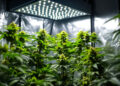 Indoor-Growzelt mit LED-Beleuchtung und Cannabis-Pflanzen in Stofftöpfen