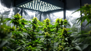 Indoor Cannabis Anbau: Der komplette Guide 2026