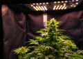 Cannabis-Pflanze unter LED-Beleuchtung in einem Indoor-Growzelt
