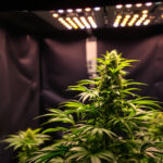 Die besten Cannabis-Sorten für den Heimanbau 2026