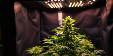Cannabis-Pflanze unter LED-Beleuchtung in einem Indoor-Growzelt