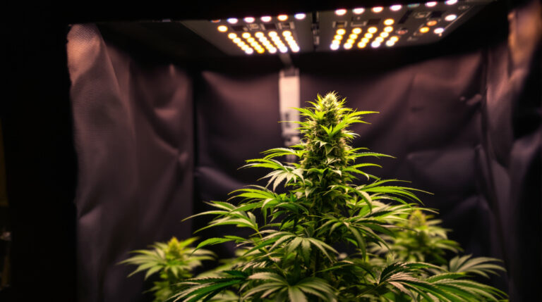 Die besten Cannabis-Sorten für den Heimanbau 2026