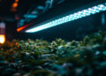 LED-Growbar über Cannabispflanzen im Vergleich zu HPS-Leuchtmittel