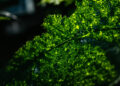 Cannabisblatt-Unterseite mit Stomata im Detail, Klimakontrolle im Hintergrund