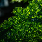 VPD bei Cannabis: Was Vapor Pressure Deficit wirklich misst