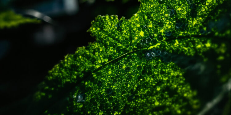 Cannabisblatt-Unterseite mit Stomata im Detail, Klimakontrolle im Hintergrund