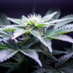 Daily Light Integral (DLI) bei Cannabis: Die wichtigste Lichtkennzahl erklärt