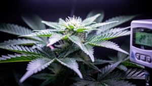 Daily Light Integral (DLI) bei Cannabis: Die wichtigste Lichtkennzahl erklärt