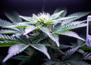Daily Light Integral (DLI) bei Cannabis: Die wichtigste Lichtkennzahl erklärt