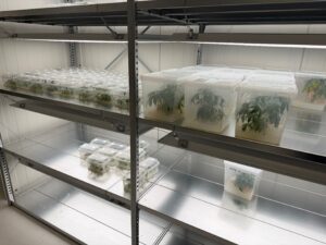 Aus dem Glas in die Halle: Wie der CSC Aachen mit In-vitro-Labor neue Standards setzt