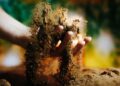 Kein Dünger, kein pH-Messen: So gelingt Living Soil Cannabis