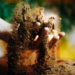 Kein Dünger, kein pH-Messen: So gelingt Living Soil Cannabis