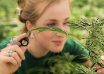 Decode the Bud: Adele Hollmann über das Ganjier-Modell in Deutschland