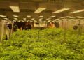 Anbauhalle der Alsdorfer Lunte mit Cannabispflanzen unter LED