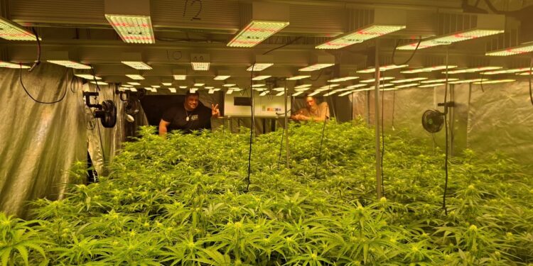 Anbauhalle der Alsdorfer Lunte mit Cannabispflanzen unter LED