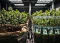 Zwei Cannabis-Anbaumethoden nebeneinander: Living Soil und Hydroponik
